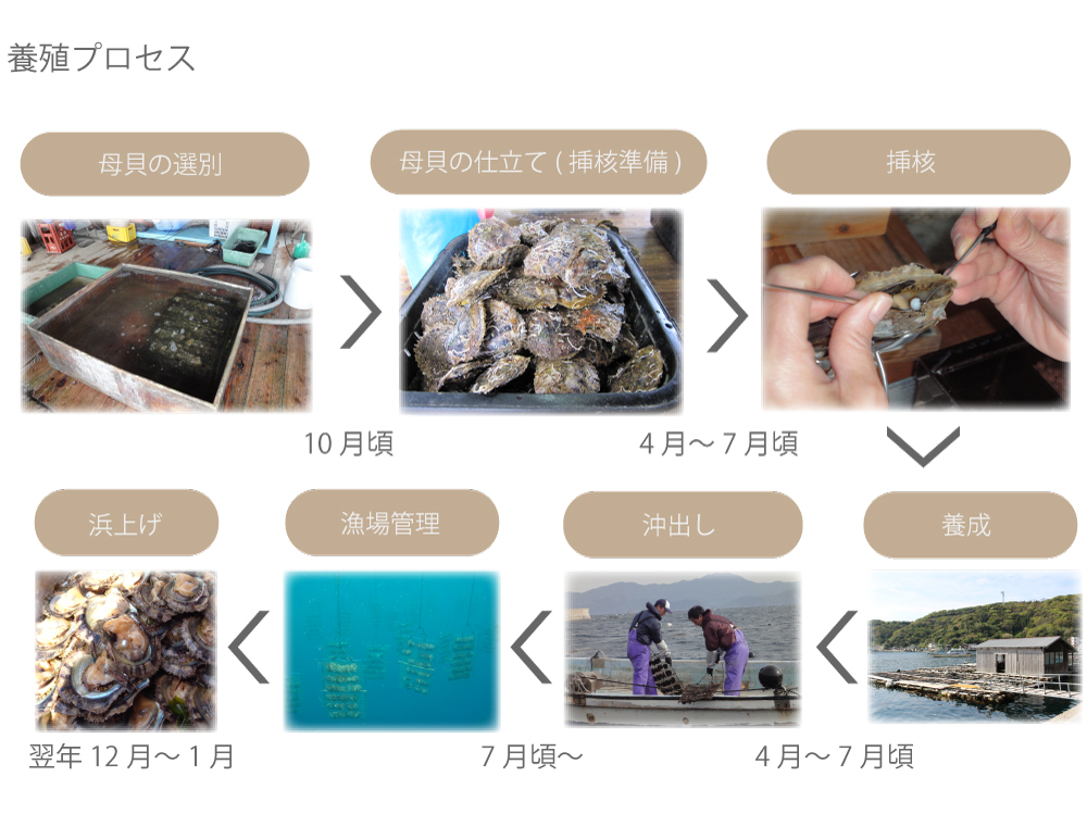 天成真珠 宇和島真珠養殖プロセス